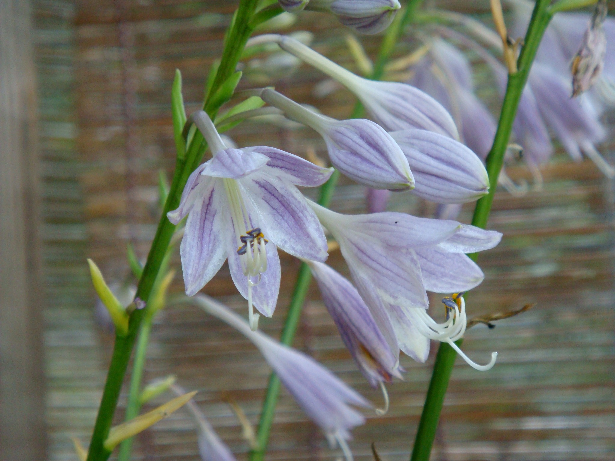 Hosta gracillima F. Maekawa
